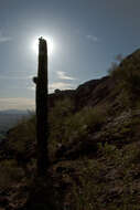 Image of saguaro