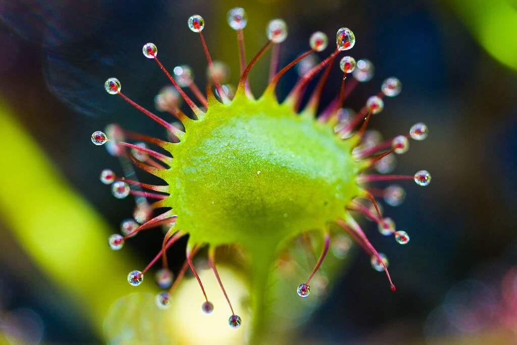 Image of Sundews