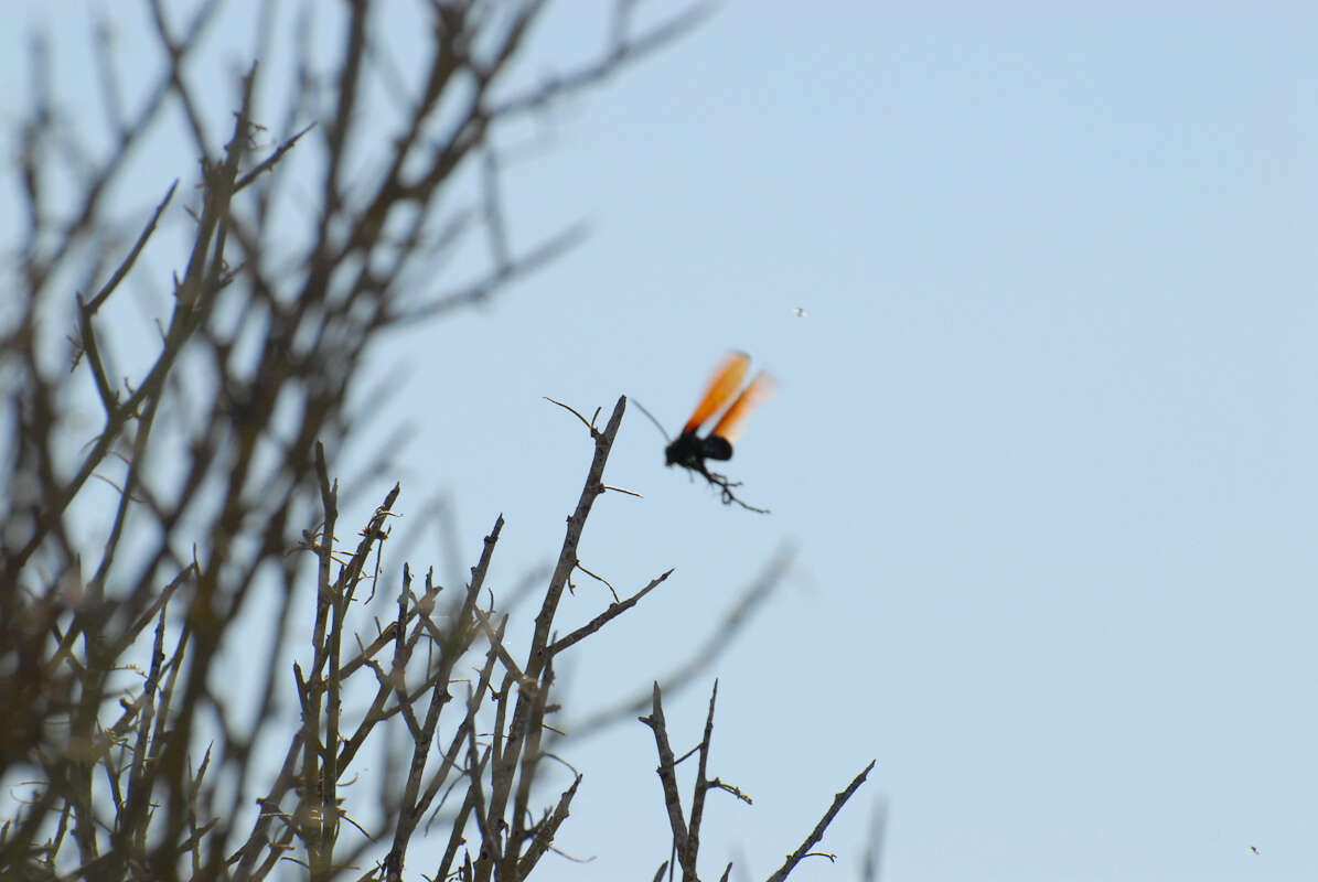 Image of Tarantula Hawks