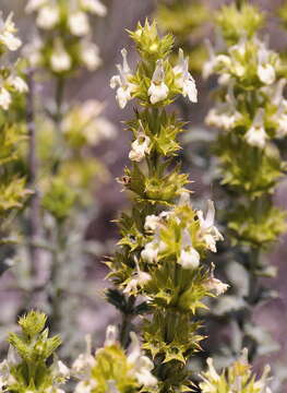 Image de Sideritis fruticulosa Pourr.