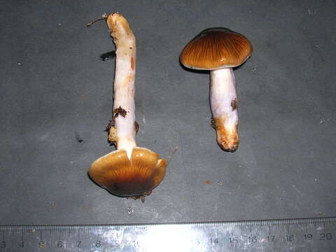 Image of Cortinarius vanduzerensis A. H. Sm. & Trappe 1972