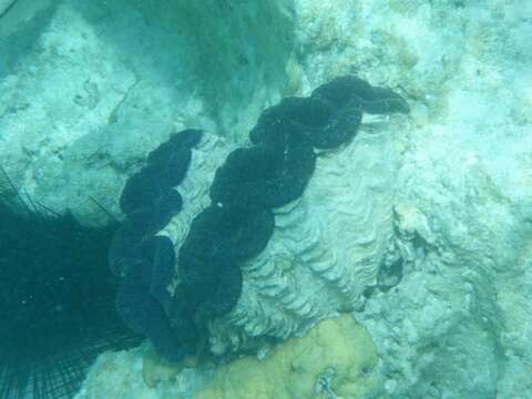 Image of Giant Clam