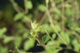 Imagem de Psoralea canescens Michx.