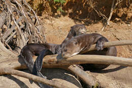 Image of giant otter