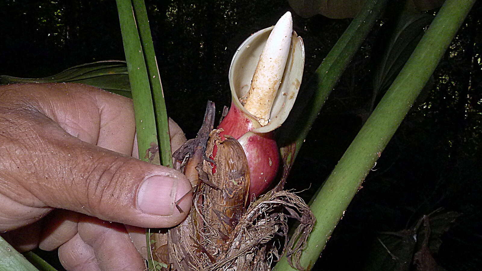 Image of shortstem philodendron