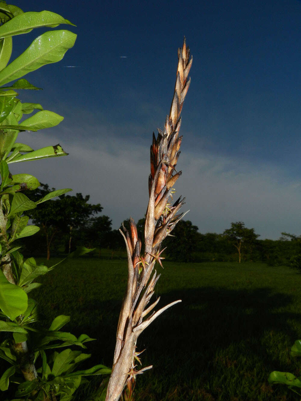 Image of twisted airplant