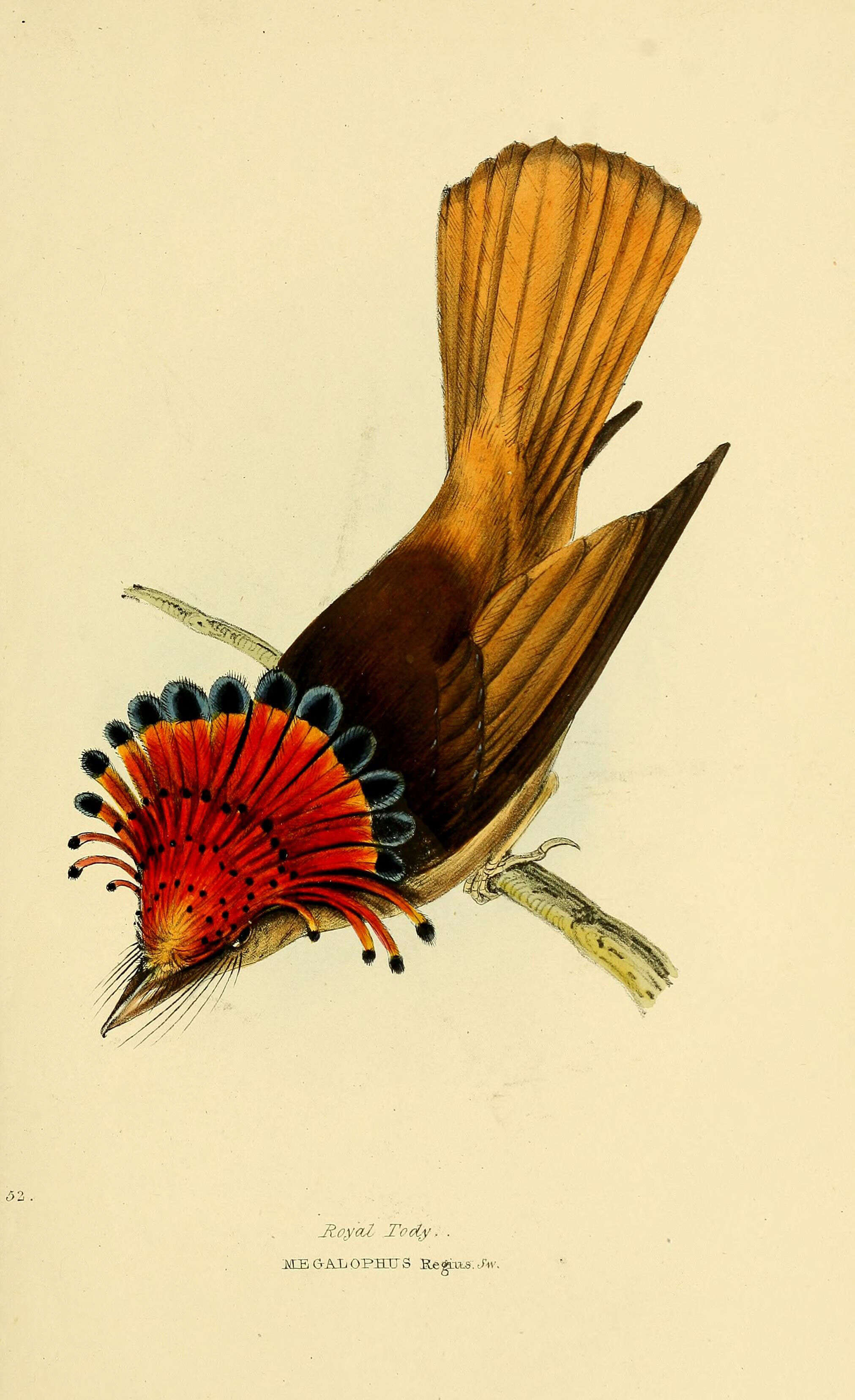 Image of royal flycatcher