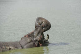 Image of Common Hippopotamus