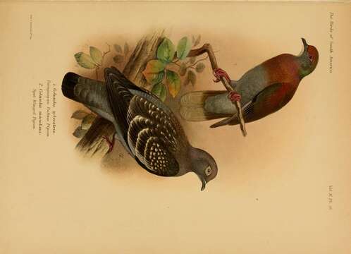 Image of Spot-winged Pigeon