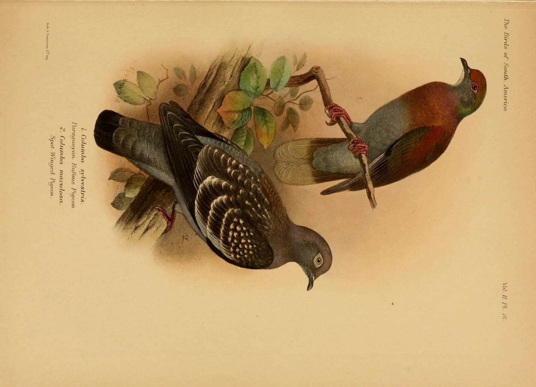 Image of Patagioenas Reichenbach 1853
