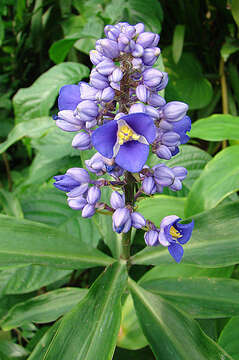 Image of Blue ginger