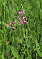 Image of Catchfly