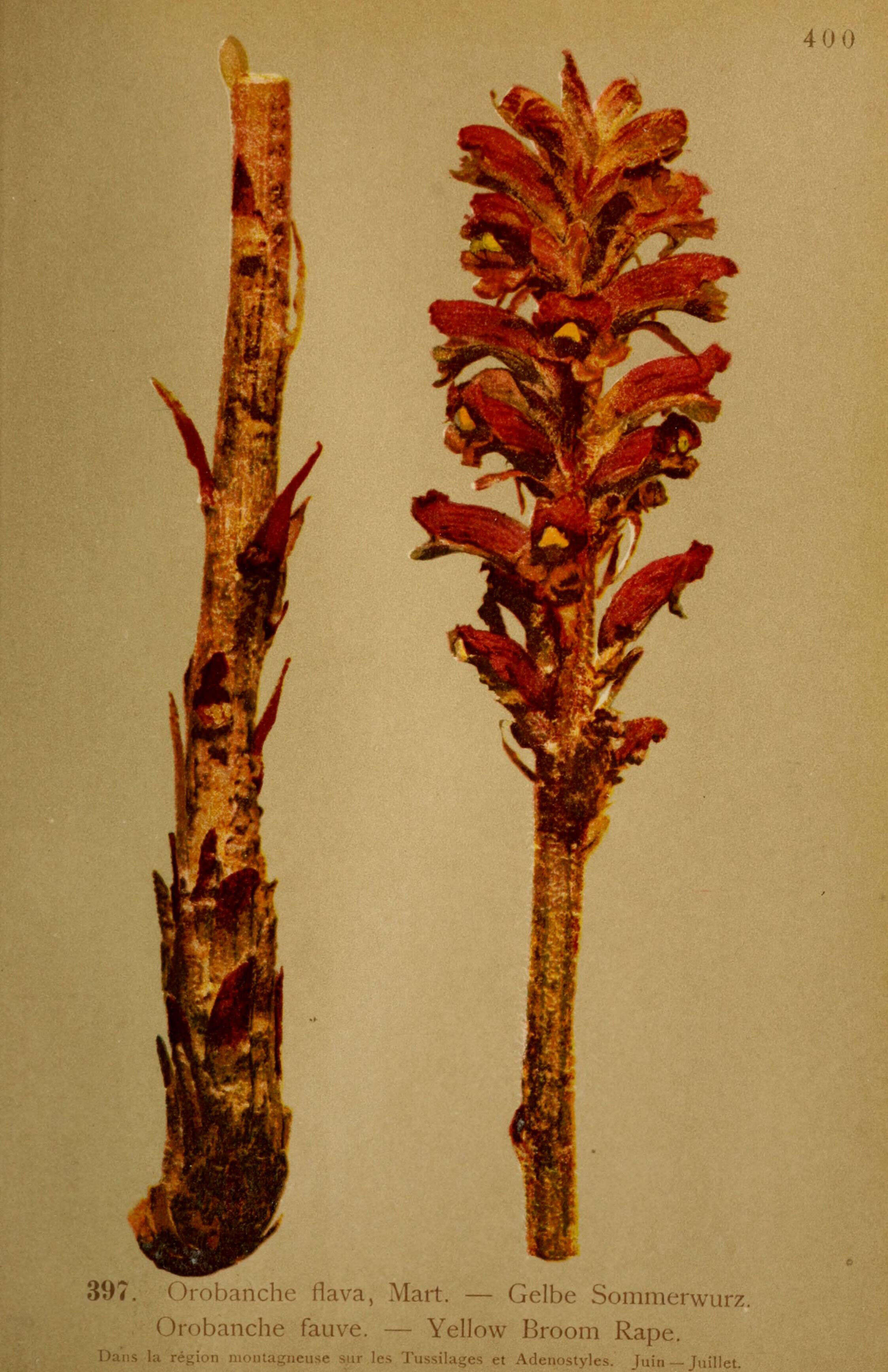 Image of broomrape