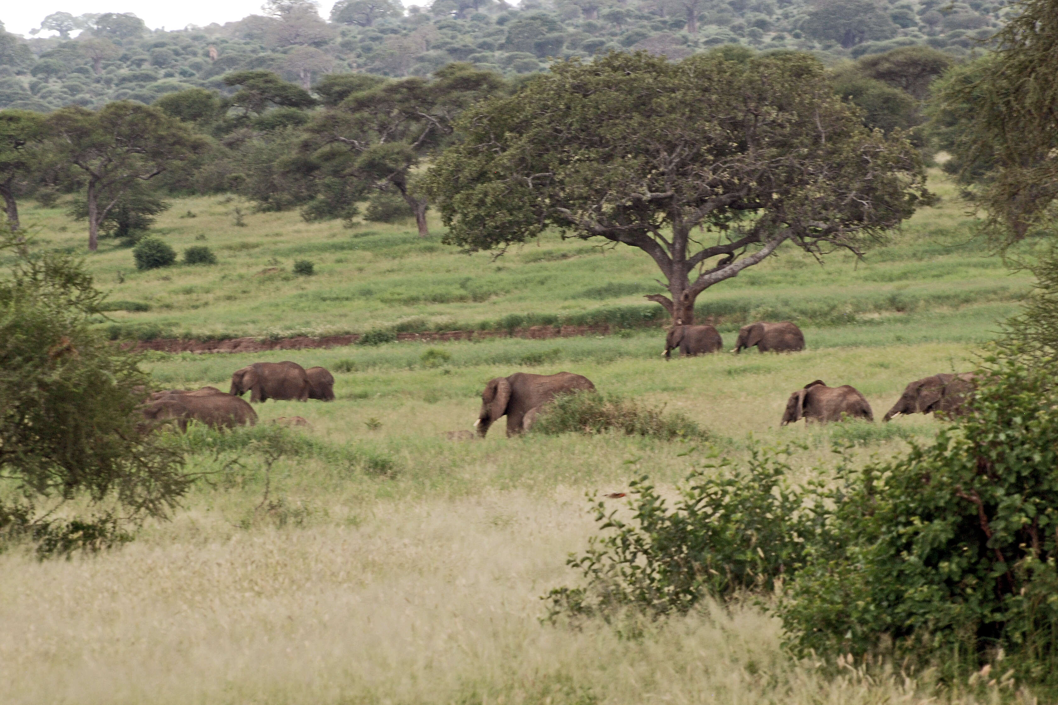 Image of African bush elephant