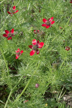 Image of Adonis annua var. cupaniana (Guss.) W. T. Wang