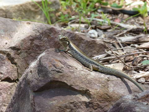 Image of water skink