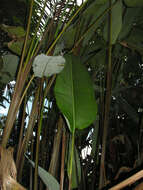 Image of Heliconia pogonantha Cufod.