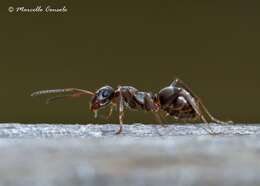 Слика од Formica cunicularia Latreille 1798