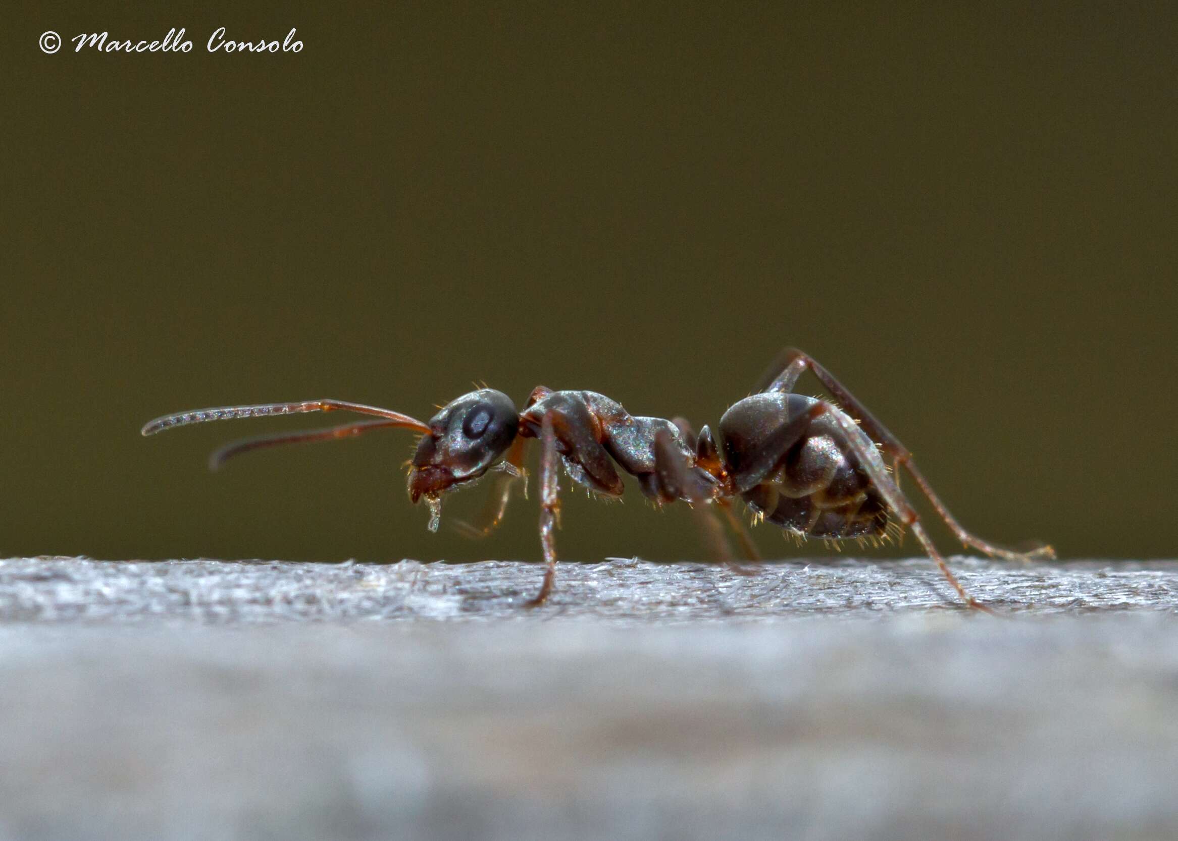 Слика од Formica cunicularia Latreille 1798