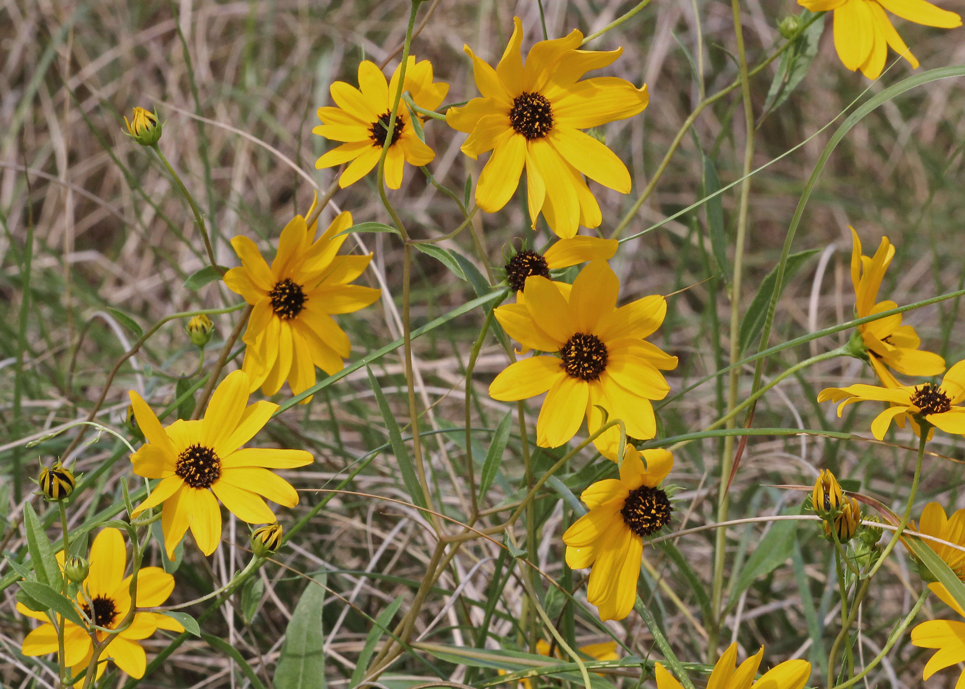 Image of prairie sunflower