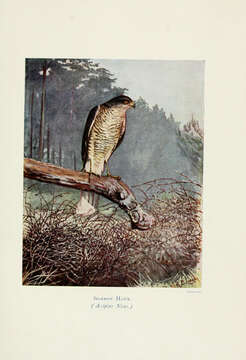 Image of Accipiter Brisson 1760