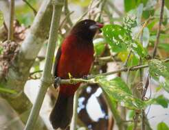 صورة Ramphocelus dimidiatus Lafresnaye 1837