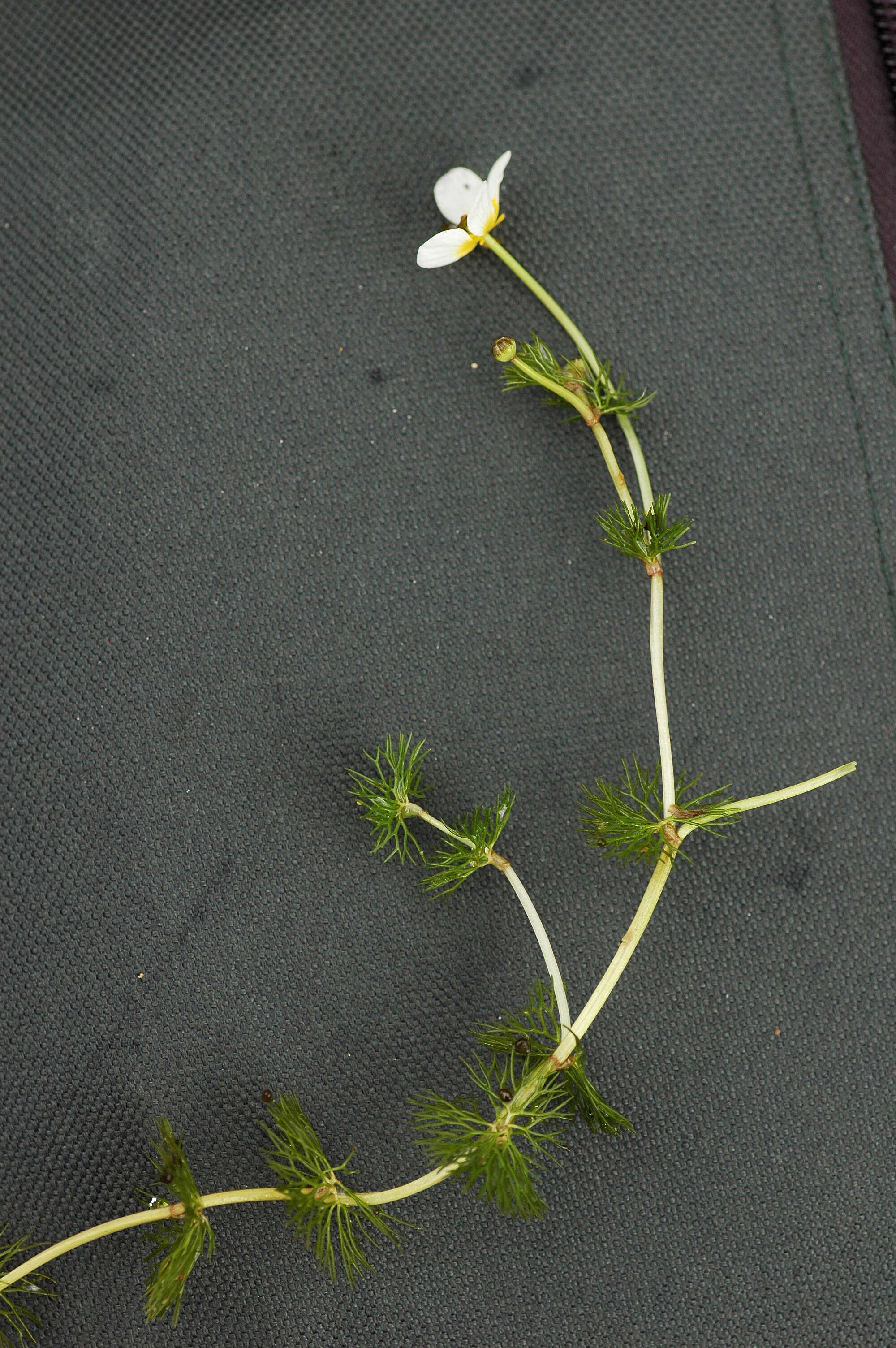 Image of water-crowfoot