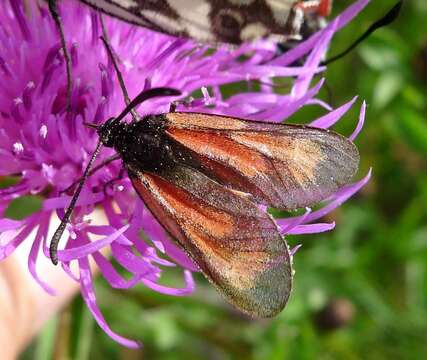 Image of Zygaena purpuralis Brünnich 1763