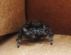 Phidippus resmi