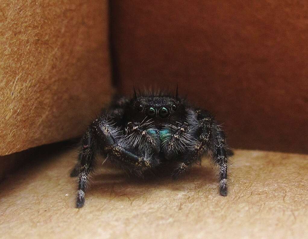 Image of Jumping Spiders
