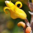 Image of Persoonia comata Meissn.