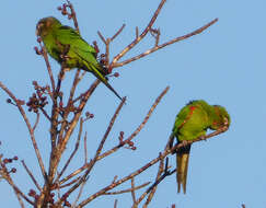 Image of Aratinga euops