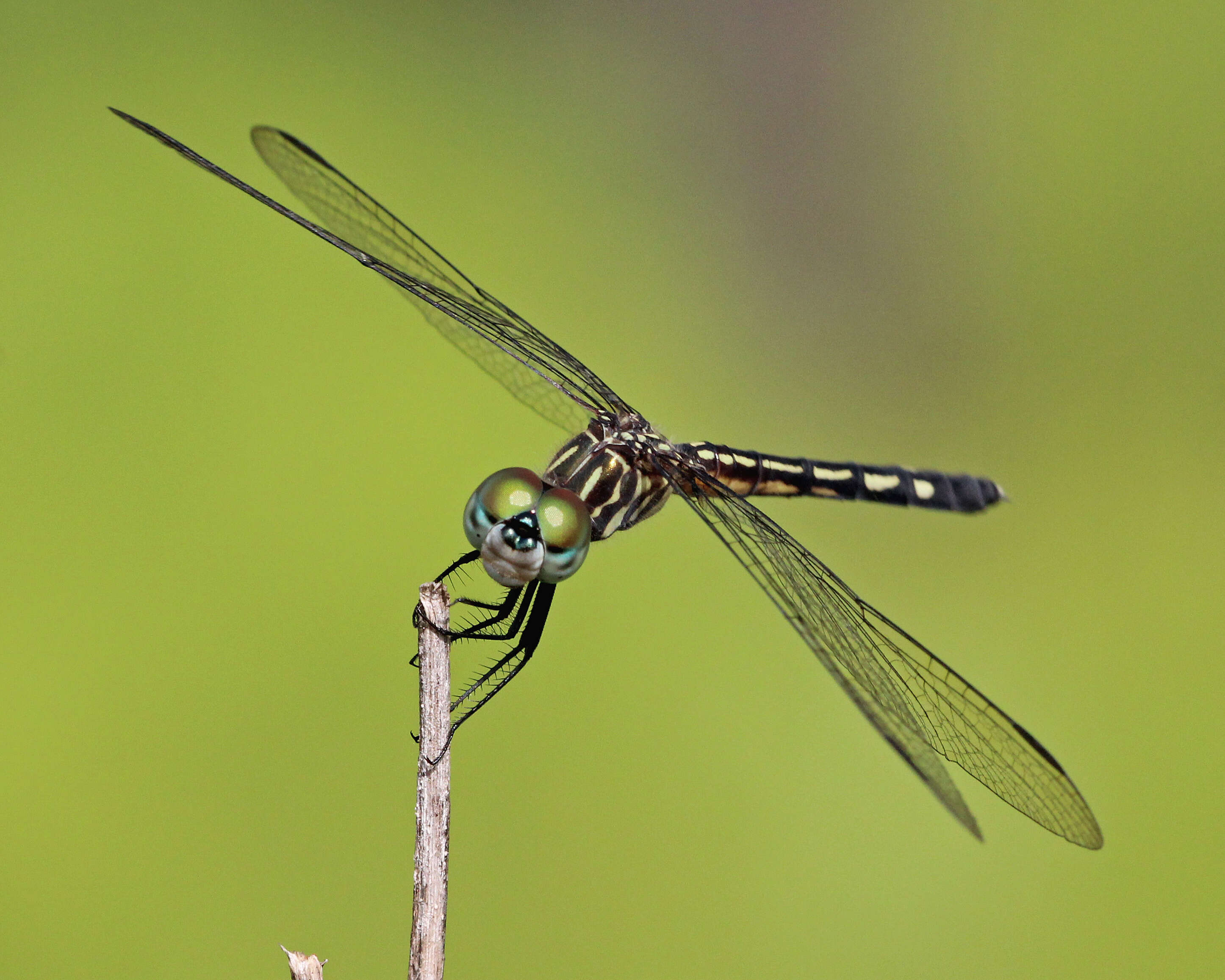 Image of Blue Dasher