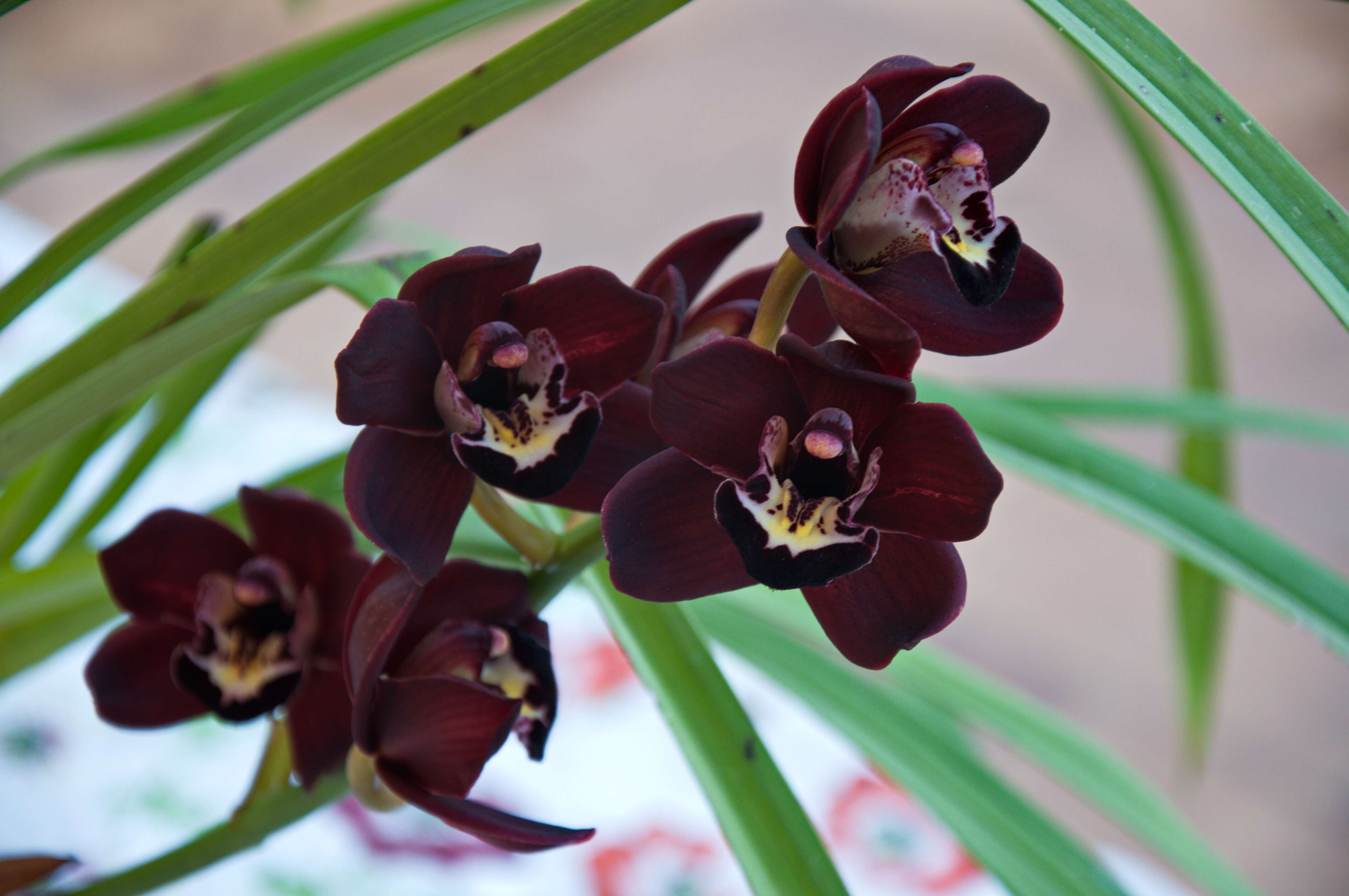 Cymbidium Kiwi Midnight的圖片