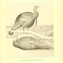 Image of Meleagris gallopavo intermedia Sennett 1879