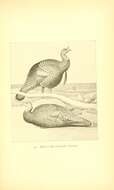 Imagem de Meleagris gallopavo Linnaeus 1758