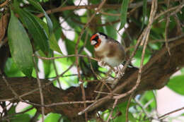 Image of Carduelis carduelis parva Tschusi 1901