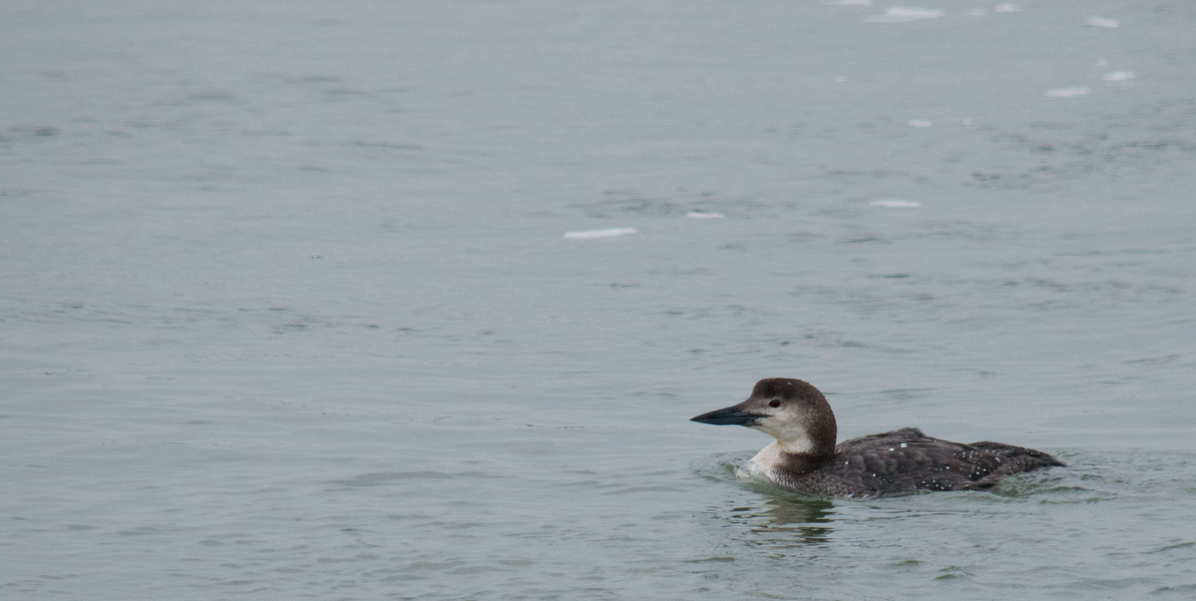 Image of loons