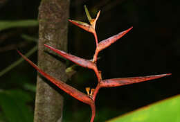 Image of Heliconia acuminata A. Rich.