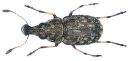 Image of Plintheria