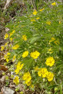 Image of Potentilla heptaphylla subsp. australis (Nyman) Gams