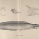 Imagem de Clarias anguillaris (Linnaeus 1758)