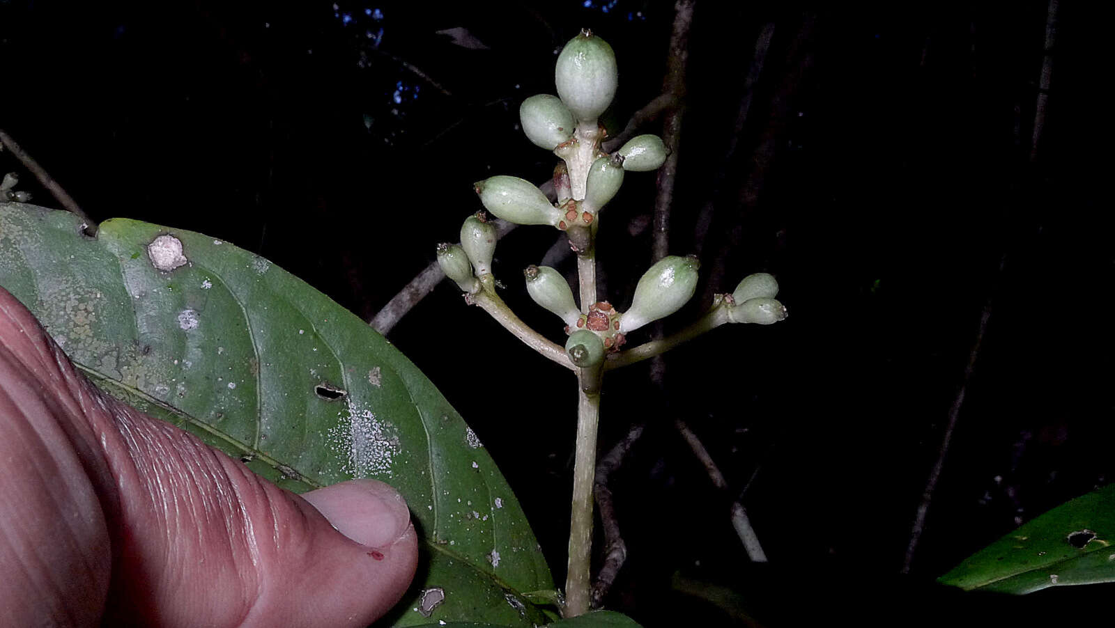 Image of Coussarea albescens (DC.) Müll. Arg.