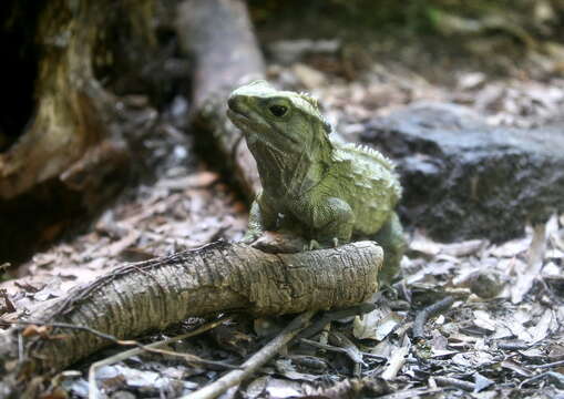 Image of Tuatara