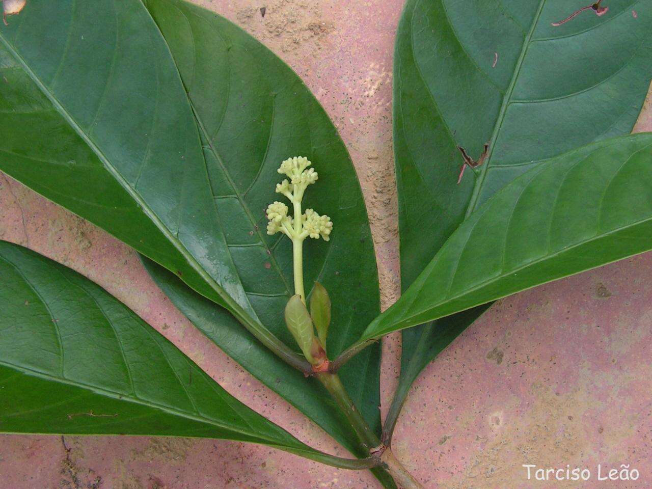 Image of wild coffee