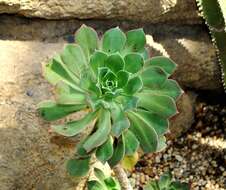 Image of Aeonium lancerottense (Praeger) Praeger