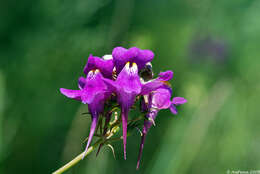 Image of Linaria triornithophora (L.) Willd.