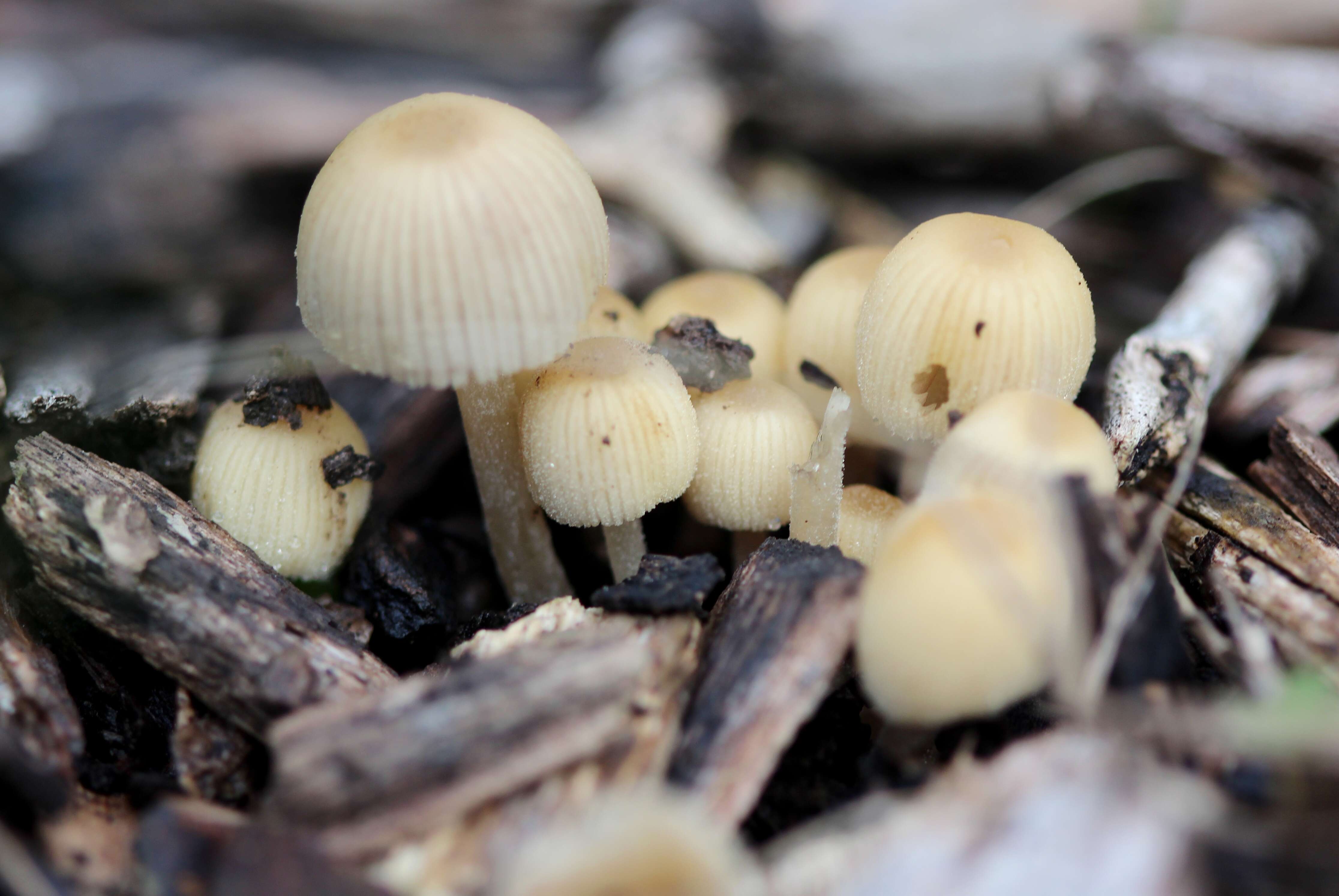 Image of Coprinellus