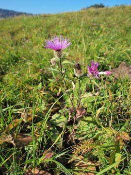 Image of wig knapweed