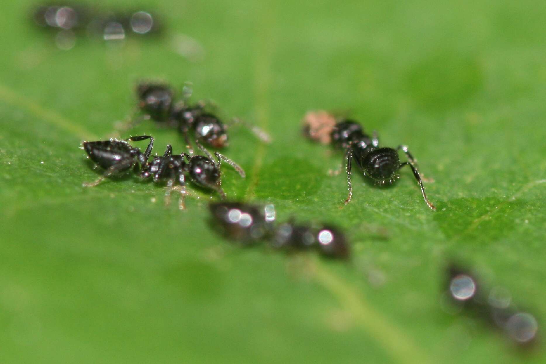 Crematogaster laeviceps Smith 1858 resmi